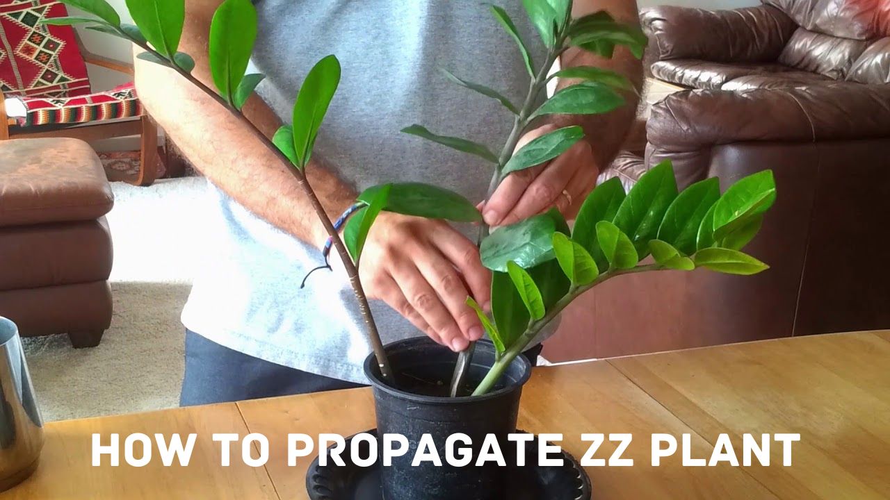 Propagating ZZ Plant in Water and Soil (Cutting and Division) – planterhoma