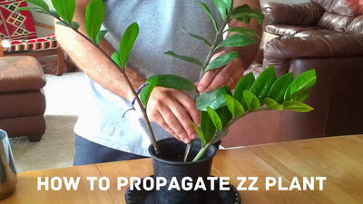 Propagating ZZ Plant in Water and Soil (Cutting and Division)
