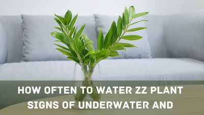 How Often to Water ZZ Plant | Signs of Underwater and Overwater