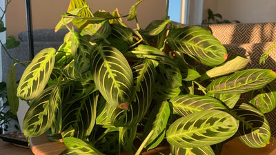 Beginner Guide to Prayer Plant Care: Tips for a Lush and Healthy Plant
