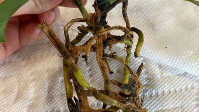 How to Fix Orchid Root Rot?
