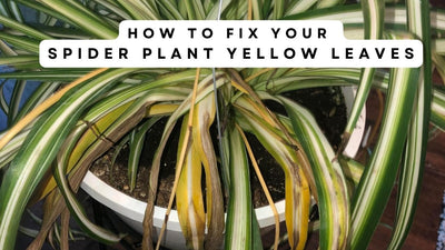 How to Fix Your Spider Plant Leaves Yellow (Causes and Solutions)