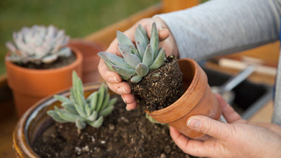 How to Grow Succulents Outdoors?