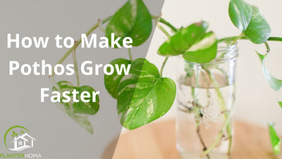 14 Tips How to Make Pothos Grow Faster? A Comprehensive Guide