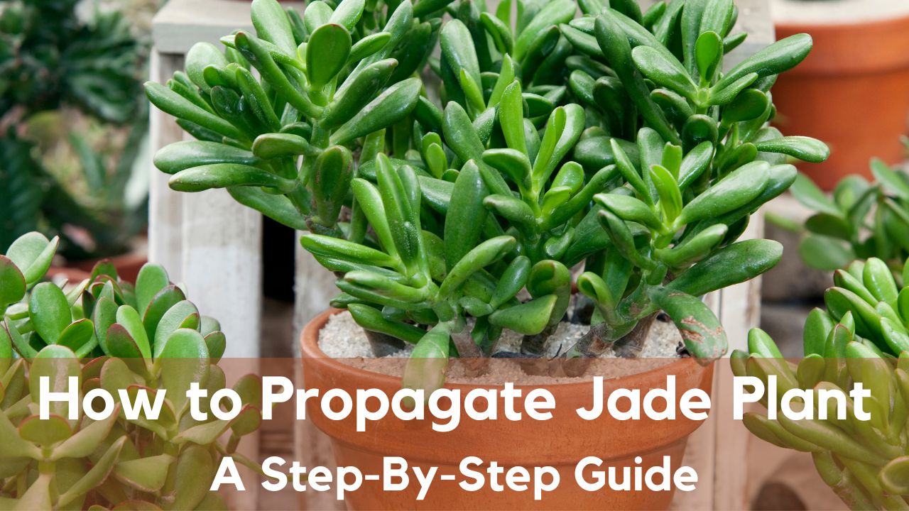 How to Propagate Jade Plant: A Step-By-Step Guide – planterhoma