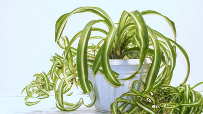 How to Propagate Spider Plant for Healthy Growth in 2023