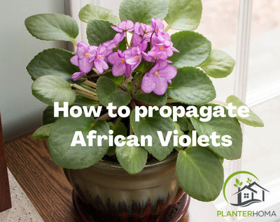 How to Propagate African Violets? | Propagating African Violets in Water and leaves