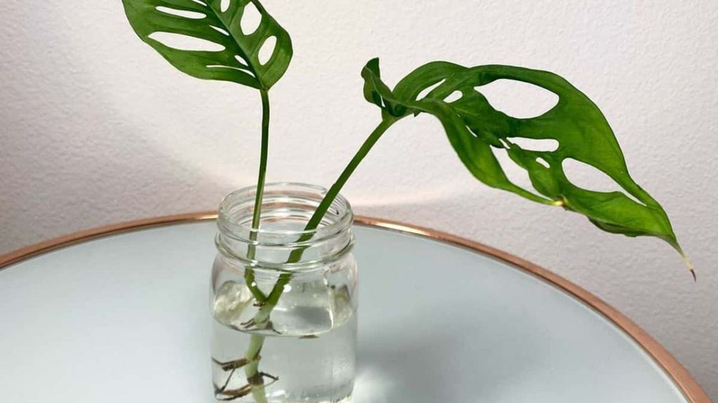 philodendron mia Philodendron 'Kitina' main image 1
