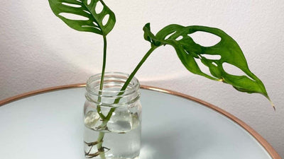 So vermehren Sie Monstera Deliciosa: Vollständige Schritt-für-Schritt-Anleitung