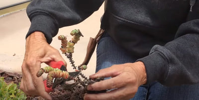 How and When to Prune Your Succulents? Expert Tips for Healthy Growth