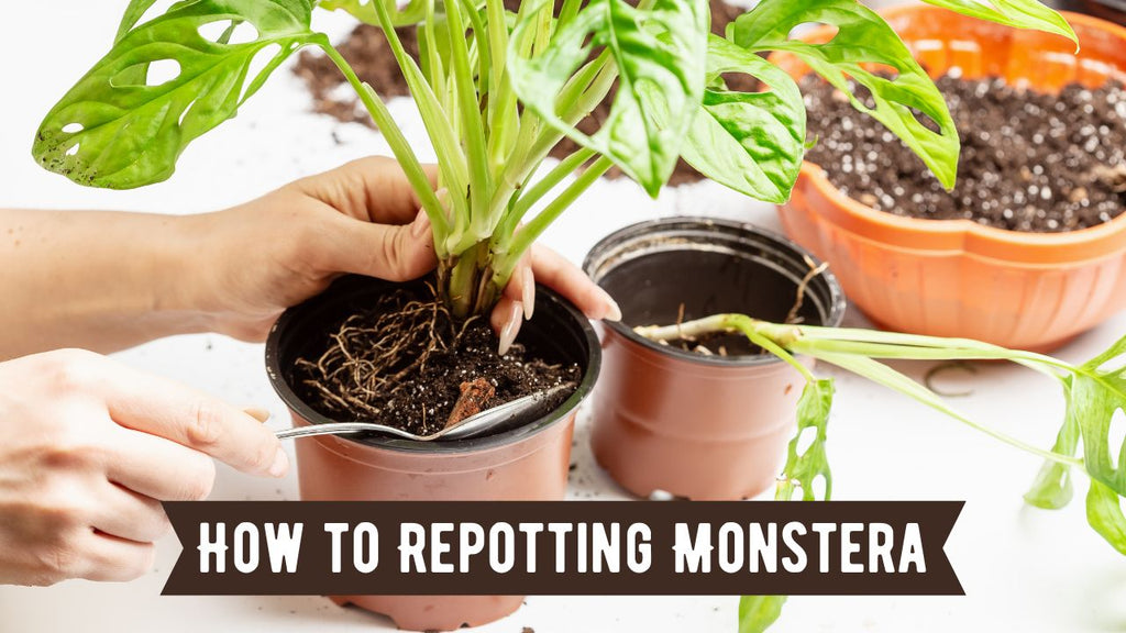 Monstera Deliciosa umtopfen: Die komplette Umtopfanleitung  planterhoma