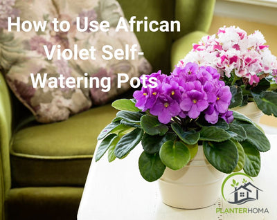 How to use African violet self-watering pots?