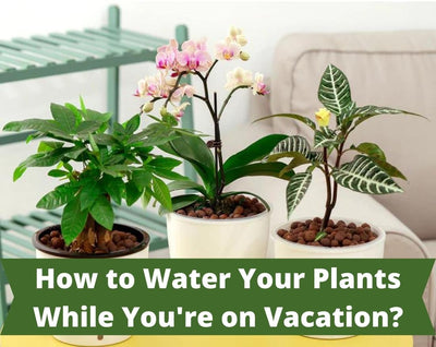 How to Water Your Plants While You're on Vacation?