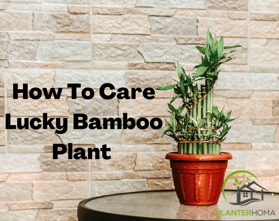 Mini Lucky Bamboo Plants
