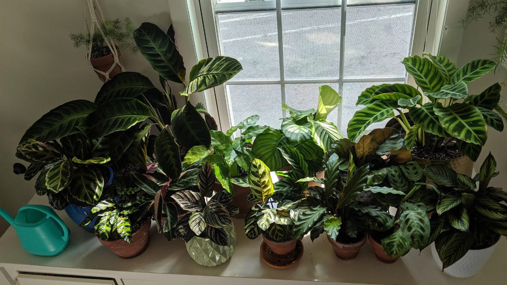 elefantenfuß stutzen Elefantenfuß – 120 cm – Beaucarnea recurvata kaufen – Luna's Leaf Co