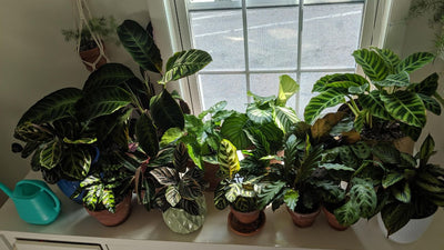 How to Grow and Care for Calathea Plant