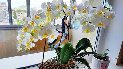 How to Fertilize Orchids? Complete Guide For Beginners