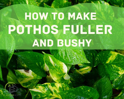 How to Make Pothos Fuller and Bushy
