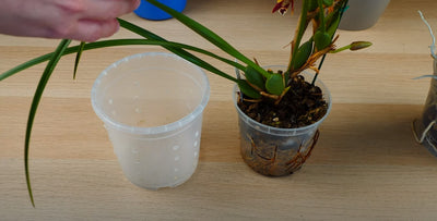 How to Repot an Orchid with Air Roots? Step-by-Step Guide