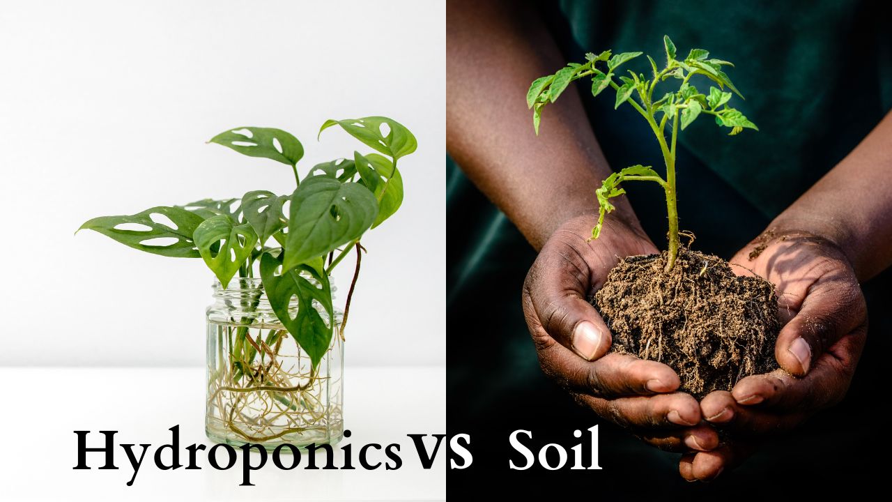 Hydroponics vs Soil Which is Better for Indoor Plants planterhoma