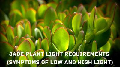 Jade Plant Light Requirements (Symptoms of Low and High Light)