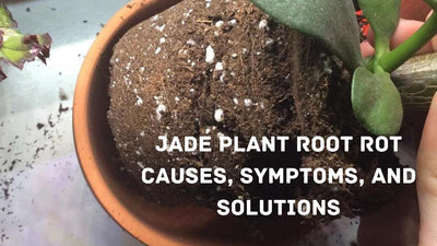Jade Plant Root Rot: Causes, Symptoms, and Solutions