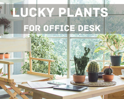Lucky Plants For Office Desk That Brings Luck In Your Life