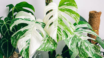 Monstera Albo Care And Growth Tips For Begginers