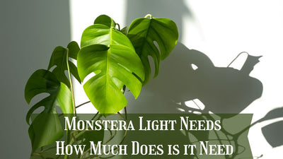 Monstera Light Needs: How Much Does is it Need
