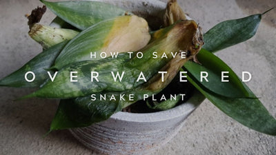 How To Fix an Overwatered Snake Plant: A Beginners Guide