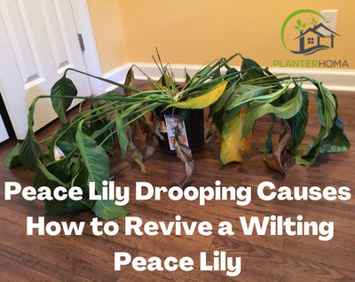 Peace Lily Drooping: Causes And How to Revive a Wilting Peace Lily