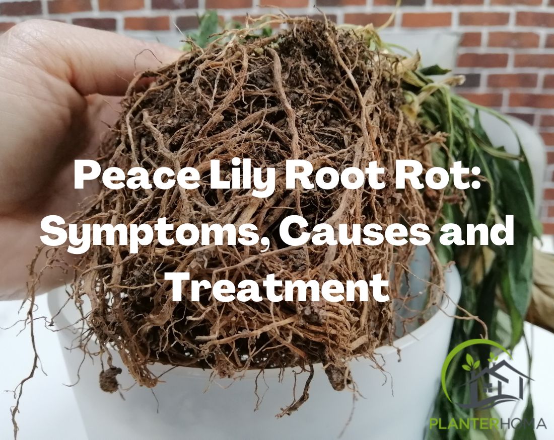 Peace Lily Root Rot: Symptoms, Causes and Treatment – planterhoma