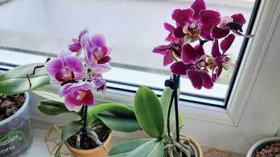 Phalaenopsis Orchid Care: A Comprehensive Guide
