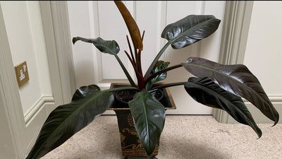 Philodendron Imperial Red Pflege: Der unverzichtbare Leitfaden