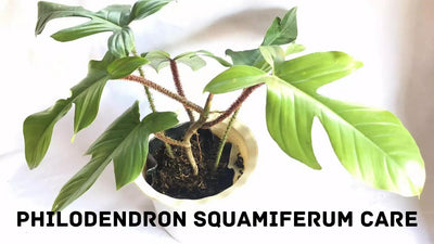 Philodendron Squamiferum Care: How to Keep Your Plant Healthy