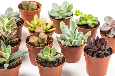 The Ultimate Guide to Choosing the Perfect Succulent Pot Size