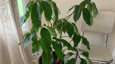 Schefflera Amate Care Guide: Tips to Keep Your Indoor Plant Thriving