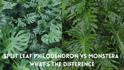 Split Leaf Philodendron vs Monstera - What's The Difference