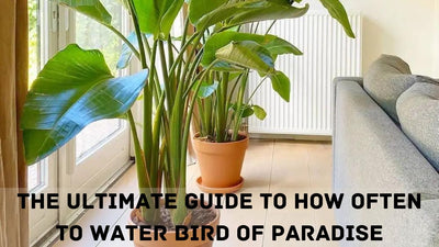 The Ultimate Guide to How Often to Water Bird of Paradise