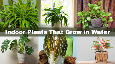 Top 7 Indoor Plants That Grow in Water Only Without Soil