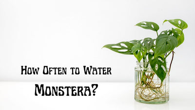 Under and Over Watering Monstera Deliciosa | How Often to Water Monstera?
