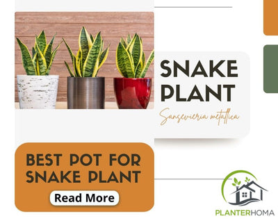 What is the Best Pot for Snake Plant?