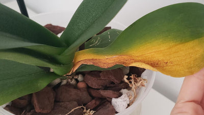 Why Are My Orchid Leaves Turning Yellow?