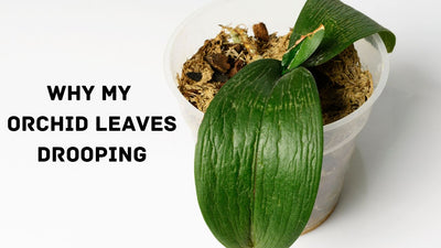 Why My Orchid Leaves Drooping? 9 Common Causes and Solution