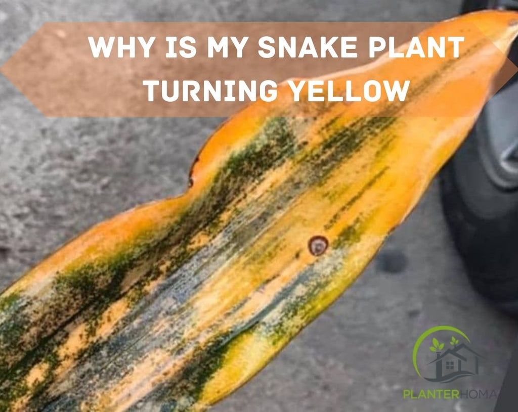 Why is My Snake Plant Turning Yellow | How Do You Save Yellowing Snake   planterhoma