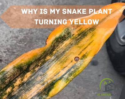 Why is My Snake Plant Turning Yellow | How Do You Save Yellowing Snake Plant