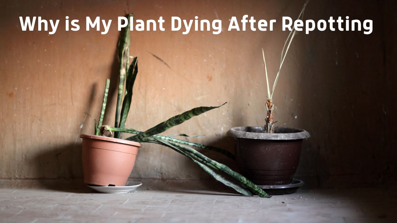 Why is My Plant Dying After Repotting (And How to Fix It) – planterhoma
