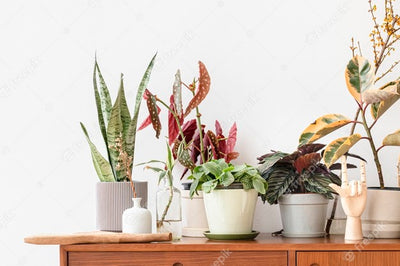 How to Care Snake Plant