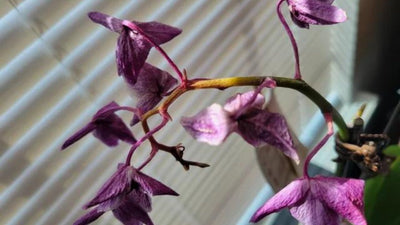 How Long Do Orchid Blooms Last? The Ultimate Guide