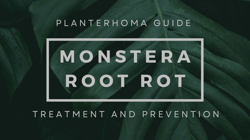 So behandeln Sie Wurzelfule bei Monstera (und verhindern, dass sie er   planterhoma